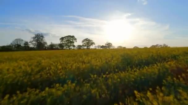 Oliezaadveld Bij Sunset Aerial Flyover — Stockvideo