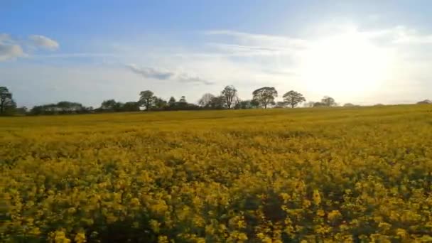 Champ oléagineux au coucher du soleil Survol aérien 
