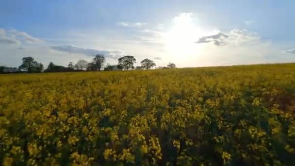 Champ oléagineux au coucher du soleil Survol aérien 