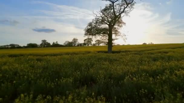 落日空中的老橡树和油籽田 — 图库视频影像