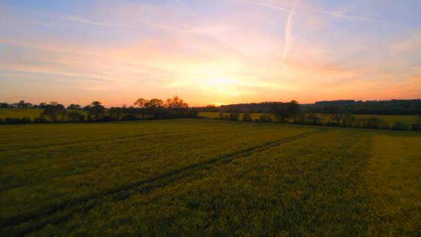 日没時の黄色の草原地帯上空の低飛行 — ストック動画