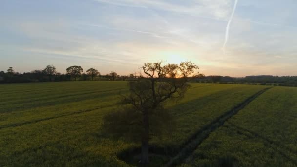 Old Oak Tree Oilseed Field Sunset Aerial — Stock Video
