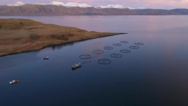 日の出のスコットランドでの養殖サケの養殖 — ストック動画