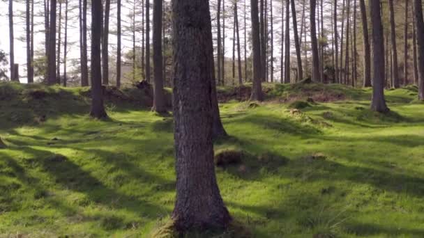 Abgelegener Wald Mit Grünem Bemoostem Boden Bei Sonnenuntergang — Stockvideo