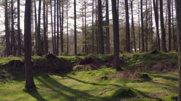 Grøn Væg Forest Floor Ved Solnedgang Stigende Udsigt – Stock-video