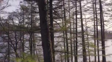 Gün batımında Gölün kıyısındaki orman