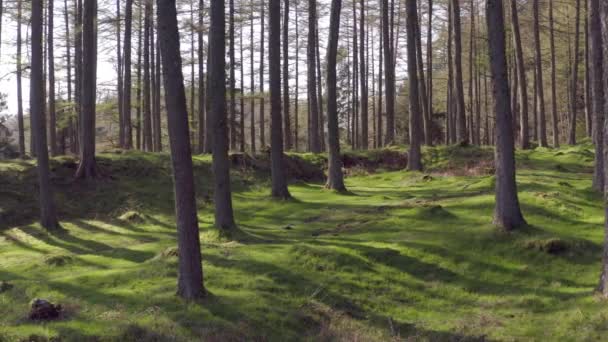 Leere Grüne Wälder Bei Sonnenuntergang Langsam Dolly Shot — Stockvideo