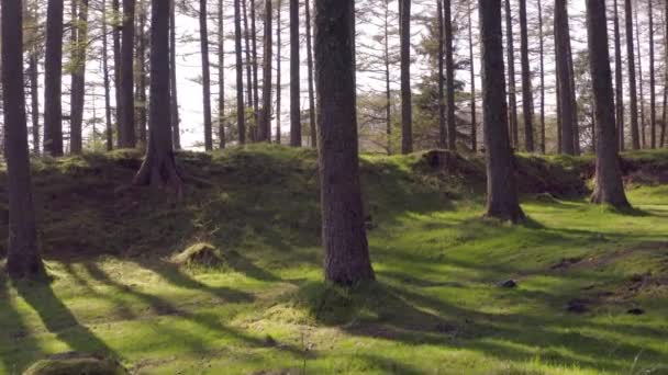 Forêt Isolée Avec Sol Vert Mousse Coucher Soleil — Video