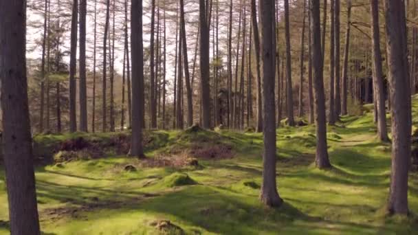 Rychle Zvedající Pohled Odlehlém Lese Zelenou Mossy Floor Při Západu — Stock video