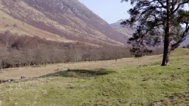 Pogórze Ben Nevis Szkockich Wyżynach Rzeką Drzewami Florą — Wideo stockowe