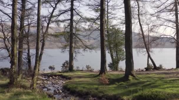 緑の芝生と苔で夕日の湖畔の森 — ストック動画