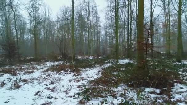 Bosque Invierno Con Una Cubierta Ligera Nieve Suelo — Vídeos de Stock