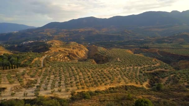 Olívafarmok Felett Repülnek Spanyolországban Naplementekor — Stock videók