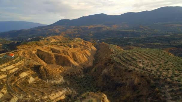 Vliegen Olijfgaarden Spanje Bij Zonsondergang — Stockvideo