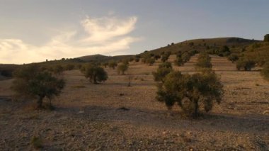 Sabahın erken saatlerinde Küçük bir Çiftlikte Zeytin Bahçesi