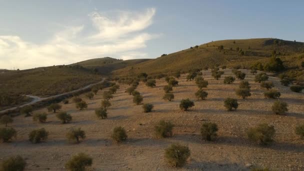 Vuelo Través Huerto Olivos Una Pequeña Granja Madrugada — Vídeo de stock