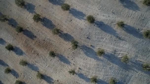 清晨鸟瞰中的橄榄树 — 图库视频影像