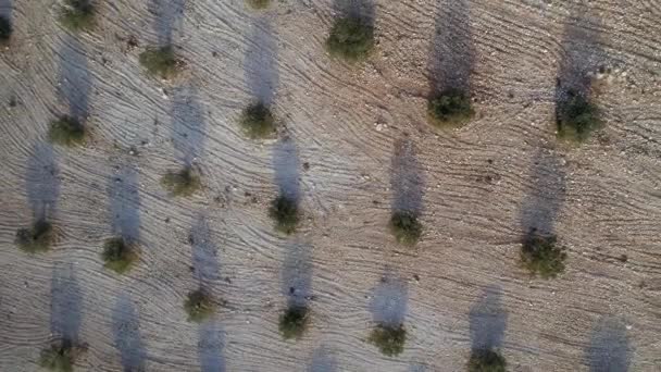位于日出的西班牙橄榄树农场鸟瞰 — 图库视频影像