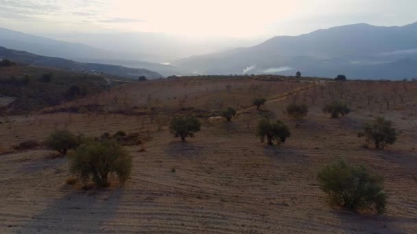 Vuelo Través Una Granja Olivos Atardecer — Vídeos de Stock