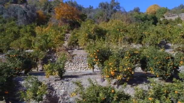 Alberi Arancio Una Fattoria Prima Del Raccolto — Video Stock