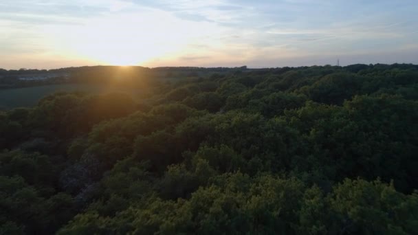 Sunset Tree Canopy Légi Átrepülés — Stock videók