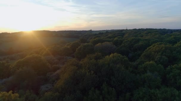 Vzdušný Přelet Koruny Stromu Západu Slunce — Stock video