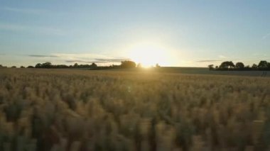 Gün batımında Buğday Tarlalarının Üzerinden Uçuş