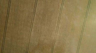 Buğday Tarlası Kuşları Göz Deseni