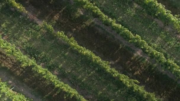 Bird Eye View Mature Vinyard Sunset — Vídeo de Stock