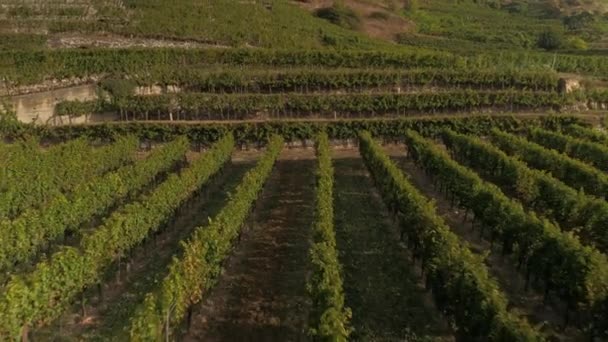 Vue Aérienne Vignoble Mature Coucher Soleil — Video