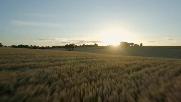 Flug Über Weizenfelder Bei Sonnenuntergang — Stockvideo