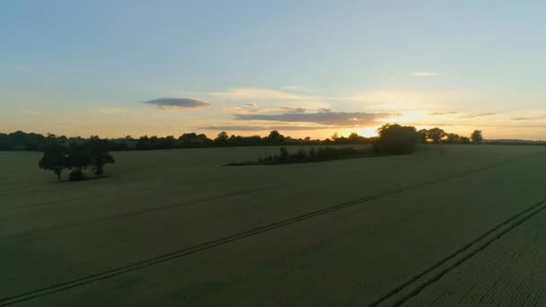 Flug Über Weizenfelder Bei Sonnenuntergang — Stockvideo
