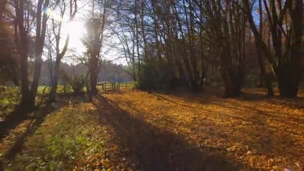 Herbstpfad Durch Den Wald — Stockvideo