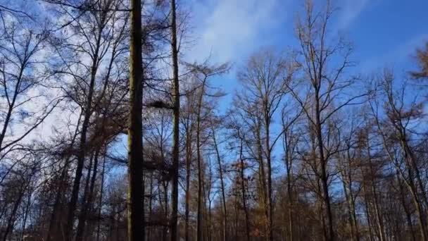 Vue Sur Forêt Hivernale Travers Les Arbres Nus — Video