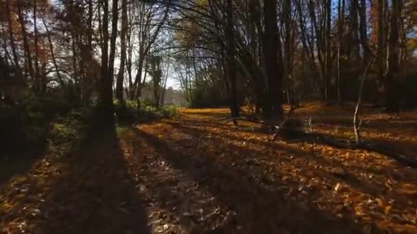 Caminho Outono Através Floresta — Vídeo de Stock