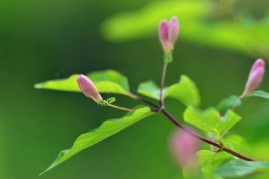 Bahar çiçekleri Rusya'da