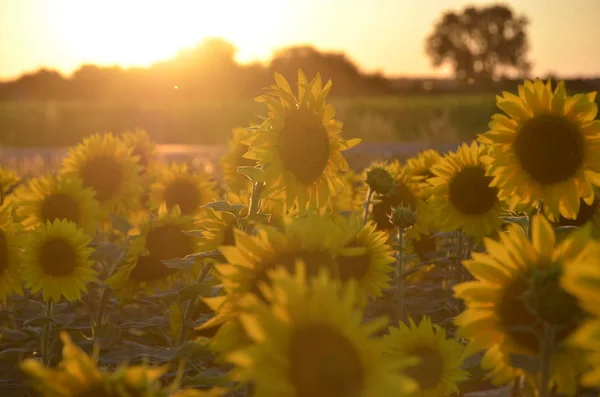 Sonnenblumenfeld Schönen Sonnenuntergang — Stockfoto
