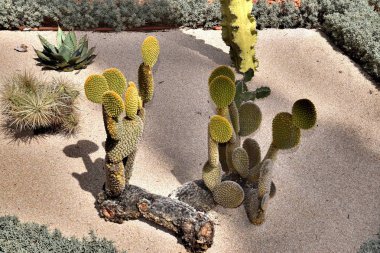 1 * Haifa üçüncü büyük kenti ve İsrail ilk en büyük liman. Kentsel mimari. Bahar 2018 year.2** Hayfa 1761 yılında kurulmuştur. İsrail. Kutsal topraklar. Akdeniz. Bahai bahçeleri.