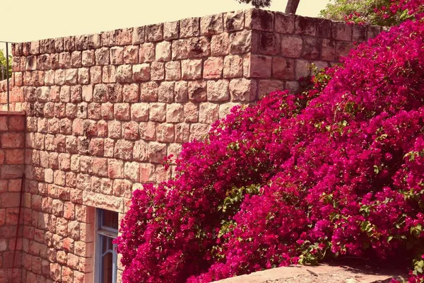 1 * Ein-Hod. The only artists \' village in Israel. Beautiful architecture. Spring 2018 year.2 * * Ein-Hod.  Harbor intellectuals. It was founded in 1953. Haifa district, mount Carmel, Israel. Holy land.