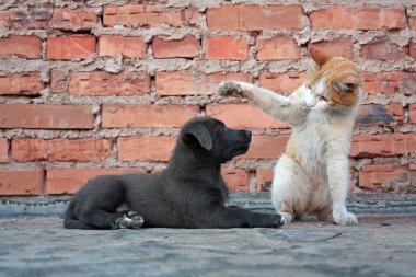 Kedi ve köpeklerine bir tuğla duvar arka plan