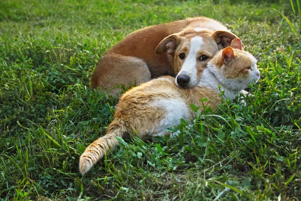 Dog Cat Lie Grass — Stock Photo, Image