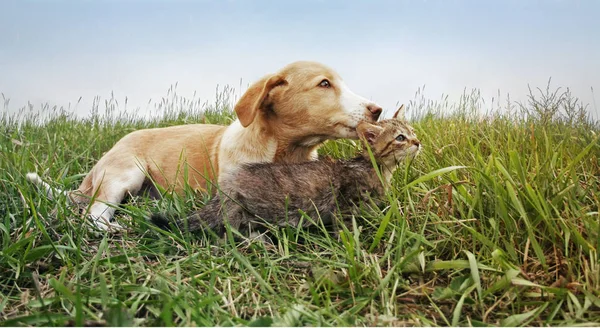 Puppy and kitten lie on the grass