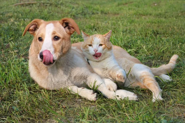 狗和猫躺在草地上 免版税图库照片