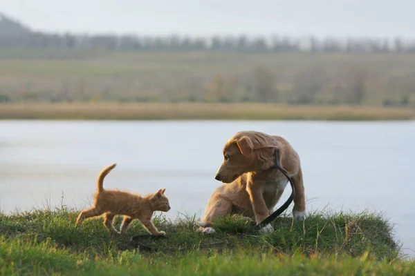 고양이 강아지는 호숫가에 스톡 사진