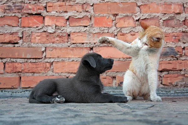 Gatto Cucciolo Uno Sfondo Muro Mattoni Foto Stock