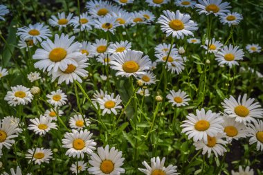 Beyaz ve sarı chamomiles ile yeşil glade