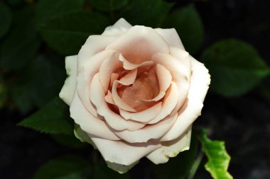 Tek krem ile yaprak yeşil gül