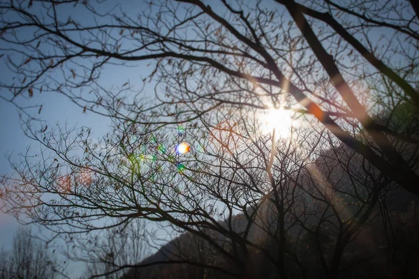 枝の間で太陽光線 — ストック写真