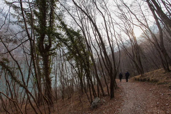 Прогулка возле озера в лесу со сложенными деревьями — стоковое фото