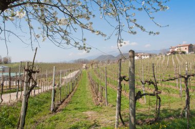 Bahar manzara prosecco bağ Hills